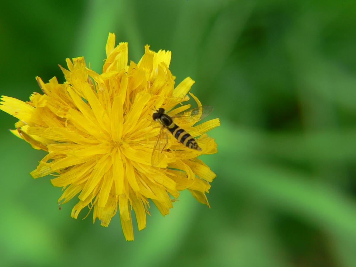 Syrphidae da identificare (3)